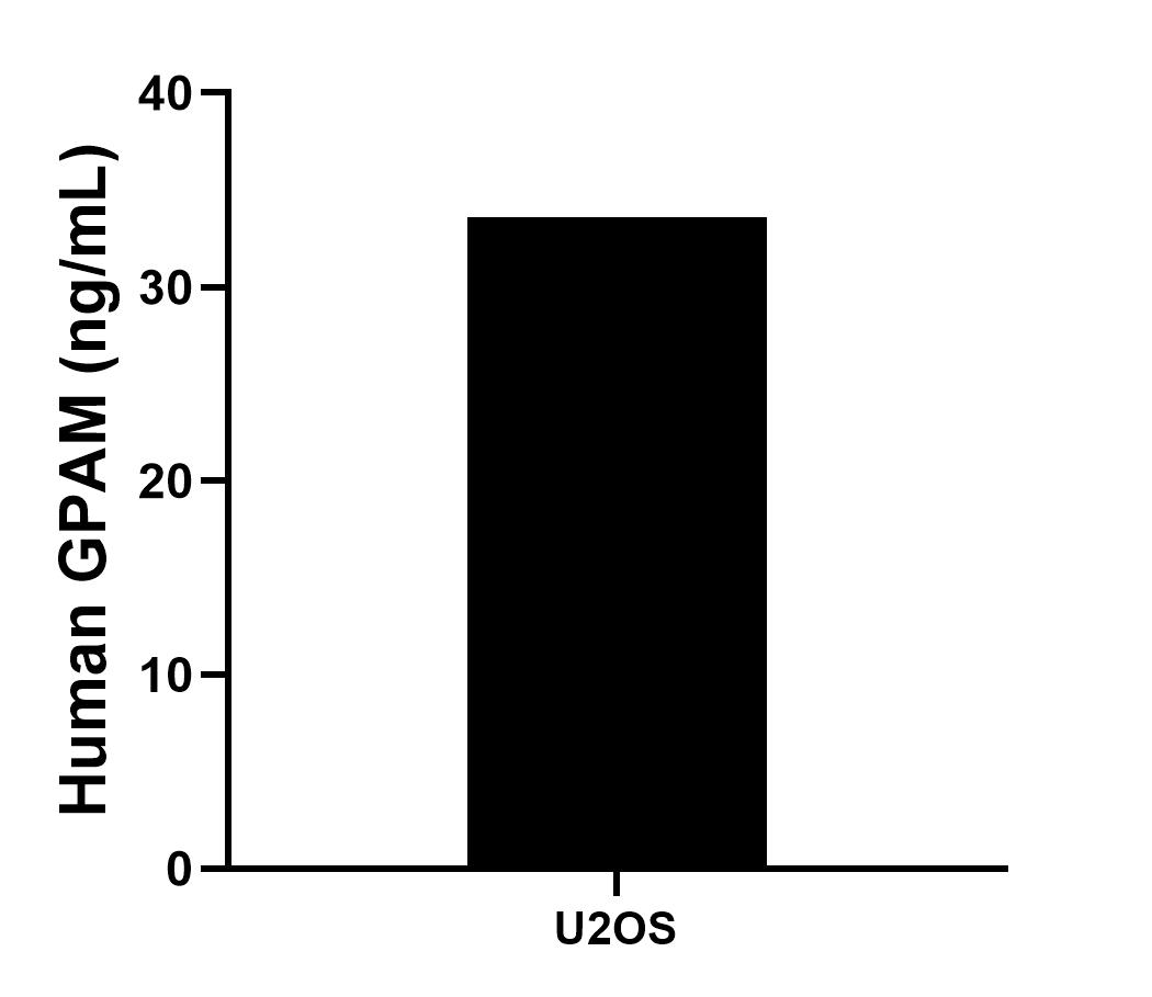 The mean GPAM concentration was determined to be 33.60 ng/mL in U2OS cell extract based on a 1.50 mg/mL extract load.